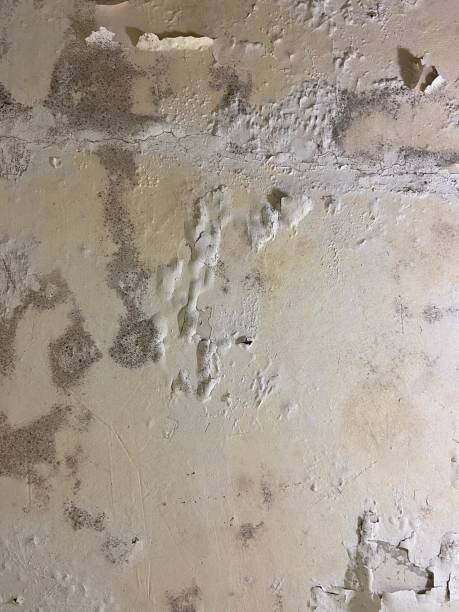 Best Commercial Mold Remediation in Placentia, CA